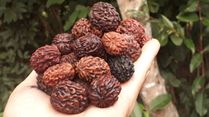 Eleven Faced ( Ekadash Mukhi ) Rudraksha: Benefits, Legend, How To Wear, And Dos And Don'ts