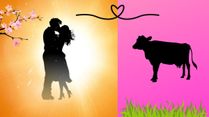 Cow Lovers May Celebrate 'Cow Hug Day' On 14 February, Which Is Marked As Valentine's Day