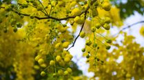 Vishu 2023: Did You Know These Benefits Of Kanikonna (Golden Shower Tree)?
