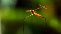 Best Tips To Keep Mosquitoes Away This Summer