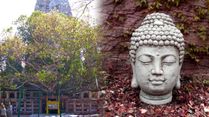 Buddha Purnima 2023: Bodhigaya And Bodhi Vriksha, The Icons Of Buddhism