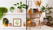 Placement Ideas For Indoor Plants To Elevate Your Home