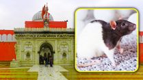 Karni Mata Temple: A Temple Where 25000 Rats Live And Accept Prasad From Devotees