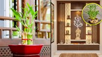 Vastu Shastra: Where To Place The Lucky Bamboo To Enhance Your Luck