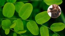 3 Ways To Use Moringa Leaves For Hair Loss