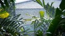 Monsoon 2023: 9 Simple Tips And Tricks To Take Care of Your Plants