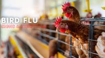 Bird Flu Cases Surge, Increasing Human Infection Risk: Know 10 Signs And Symptoms