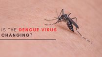 From Genetics To Climate: Is The Dengue Virus Changing?