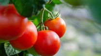 With Tomato Prices Soaring High, Check Out 8 Substitutes For Fresh Tomatoes And Other Veggies