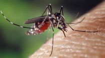 Myths vs Facts: Can A Single Mosquito Bite Really Give You Dengue?