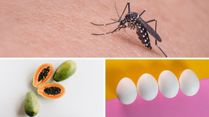 Therapeutic Foods To Prevent Dengue: A Guide To Vegetarian And Non-Vegetarian Foods