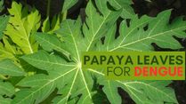 Boost Your Immunity Naturally: Papaya Leaves For Dengue Recovery; 3 Ways To Consume It
