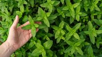 From Headaches To Nausea: How Peppermint Oil Scent Can Help