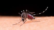 Dengue Defense: Prevention And Management Of Dengue Fever