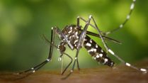 Why A Second Dengue Infection Can Be Deadly