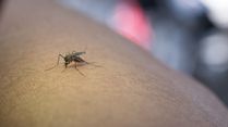 Zika Virus Detected In Mumbai: How To Avoid The Risk? Is It Deadly?