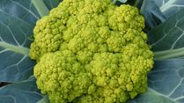 Benefits Of Cauliflower: Natural Hybrid Green Cauliflower Is A Mix Of Broccoli And Excellent Vit C Source