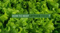 How To Keep Lettuce Fresh In Summer, Winter And Monsoon?