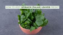 How To Keep Spinach (Palak) Leaves Fresh In Indian Summer, Winter And Monsoon?