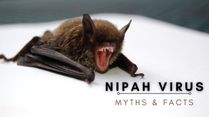 Nipah Virus Outbreak: Don't Be Fooled By The Myths And Fake News; Separating Fact from Fiction