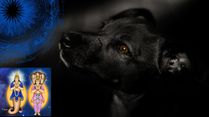 Is It Good To Keep Dog At Home? Ghar Me Kutta Palna Shubh Ya Ashubh? Know Astrological Significance