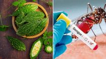 Benefits Of Bitter Gourd For Dengue: Can Karela Help In Dengue Recovery?
