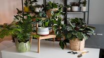 12 Effective Tips To Maintain Indoor Plants In Your Home