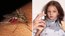 Dengue Fever In School-Going Kids: What Parents Should Know