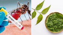 How To Use Neem Leaves For Dengue Symptoms? Does It Reduce Fever?