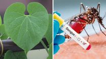 Guduchi (Giloy) For Dengue: Can This Herb Reduce Dengue Fever Symptoms?