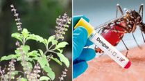 Can Tulsi Reduce Dengue Fever And Temperature? How To Use It?