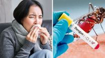Dengue On The Rise Again: Is Dengue Fever Contagious? What Are The Risks?