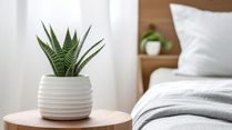 Green Sanctuary: 10 Indoor Plants To Bring Tranquility To Your Bedroom