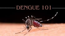 Dengue 101: Causes, Symptoms, Risks, Complications, Treatment, Prevention, Diet And More