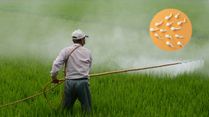 Pesticides In Food Reducing Sperm Count: Is Your Food Pesticide-Ridden?
