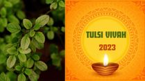 Tulsi Vivah 2023 Is On 23 Or 24 November? Know The Correct Date, Time, History, And Significance