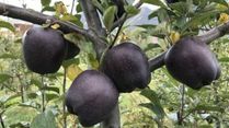 Ever Heard Of Black Diamond Apples? These Luxury Rare Fruit From Tibet Is Worth Rs 500 Each