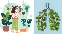 These Plants Are Helpful To Control Indoor Air Pollution And Boost Lung Health
