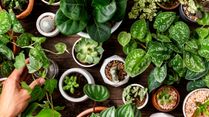 10 Best Houseplants To Keep Your Home Cool, Fresh And Beat The Heat