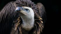 Alarming! Decline Of Indian Vultures May Have Led To A Surge Of 100,000 Human Deaths Each Year