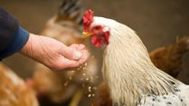 Bird Flu In The U.S. : Are We On The Verge Of A Health Crisis In 2025?