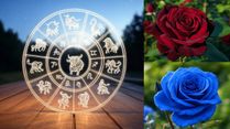 A Zodiac Guide To Express Your Love On Rose Day : Find The Ideal Rose For Every Star Sign