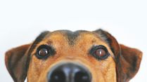 Can Your Dog Sense Something You Can’t? The Surprising Science Behind Their Reactions