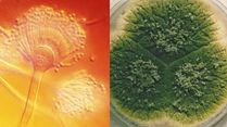 What Is Aspergillus? This Fungus Can Literally Eat You Alive, Can Turn Everyday Air Into A Health Risk