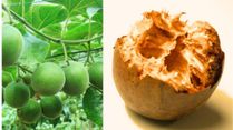 Why Monk Fruit Is the Sweet Swap Your Body Will Thank You For, Know Health Perks And Easy Diet Tips
