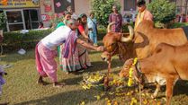 Govardhan Puja 2025 Puja Samagri List: From Cow Dung To Tulsi Leaves, Here's What You Need
