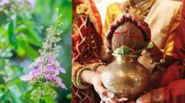 Tulsi Vivah 2025: Remedies For Couples To Remove Problems In Marriage, Transform Relationships