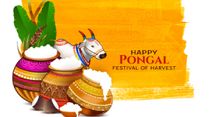 Pongal 2026: What The Four Days Of The Festival Reveal About Food, Work And Gratitude