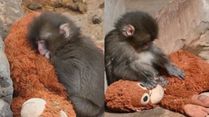 Viral Baby Monkey Punch Finds Comfort In Plush Orangutan Toy, Melting Hearts Worldwide