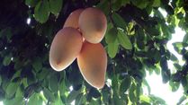 Is Your Mango Safe To Eat? Seven Warning Signs To Check Before You Bite